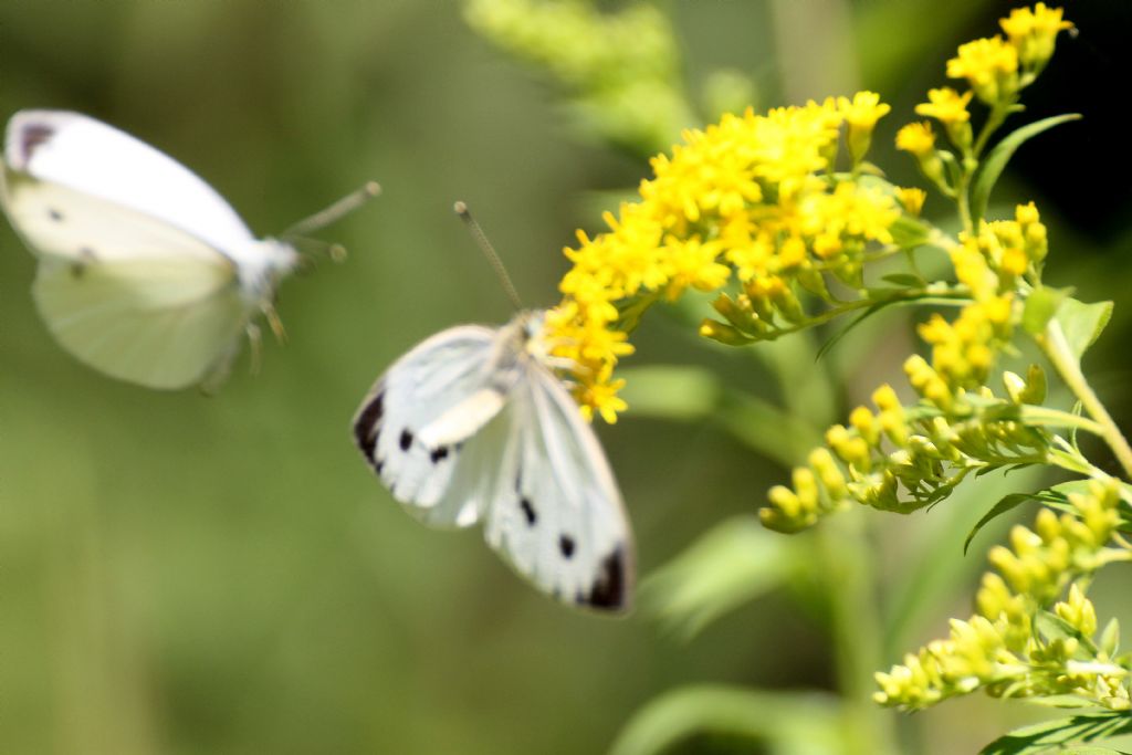 Pieris brassicae o mannii? No, P. napi e P. rapae - Pieridae
